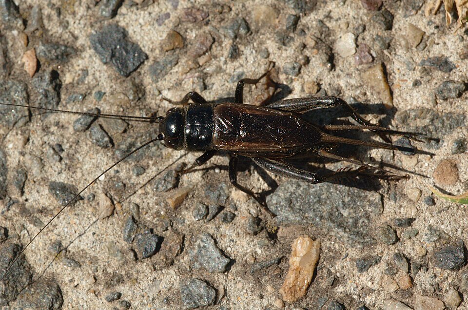 Photo of Black field cricket