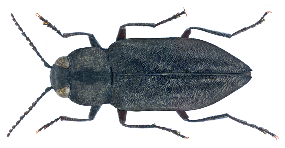 Photo of Black fire beetle