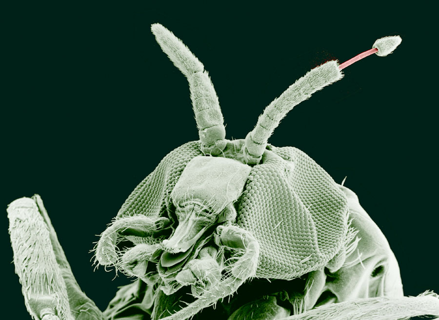 Photo of Black fly