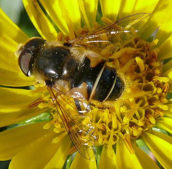 Photo of Black-footed drone fly