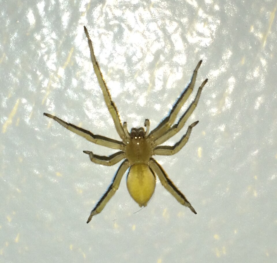 Photo of Black-footed yellow sac spider