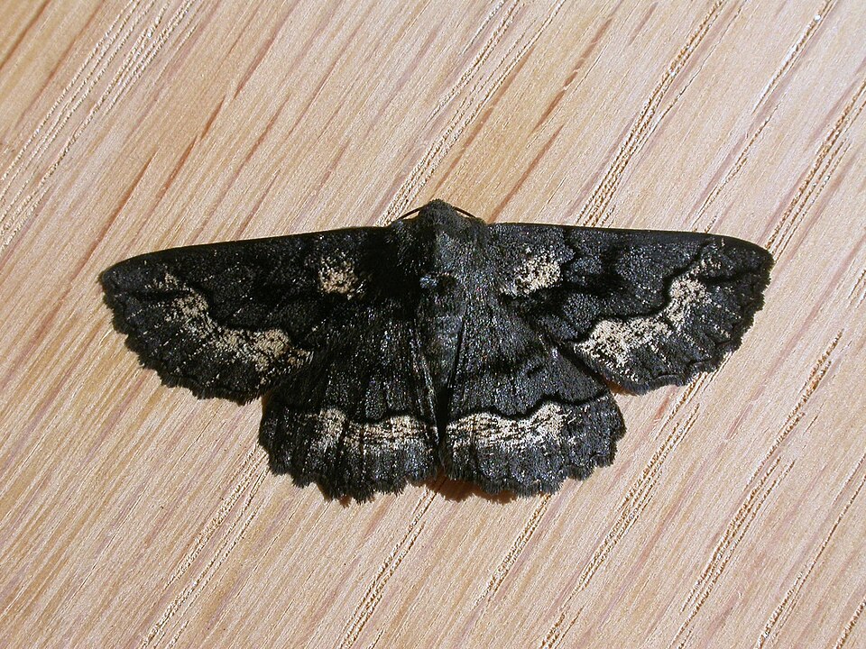 Photo of Black geometrid