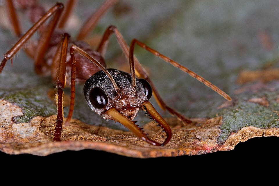 Photo of Black-headed bull ant