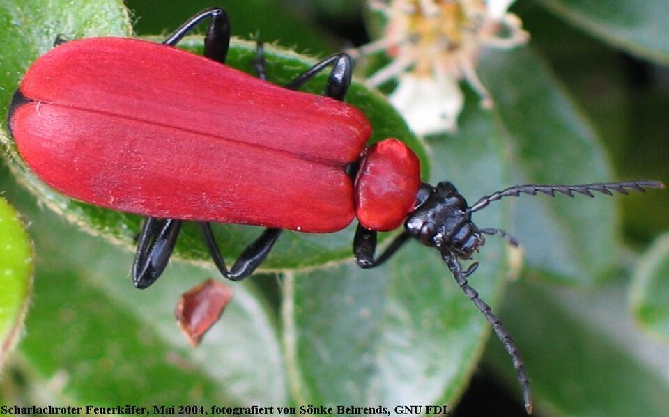 Photo of Black-headed cardinal beetle