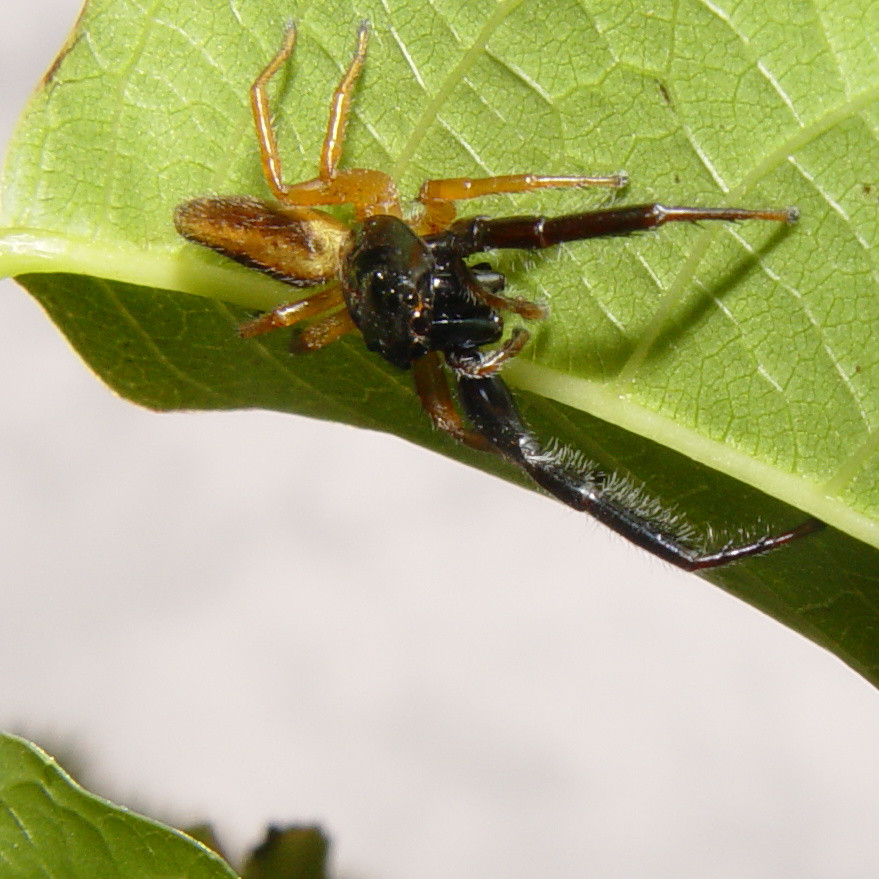 Photo of Black-headed jumping spider