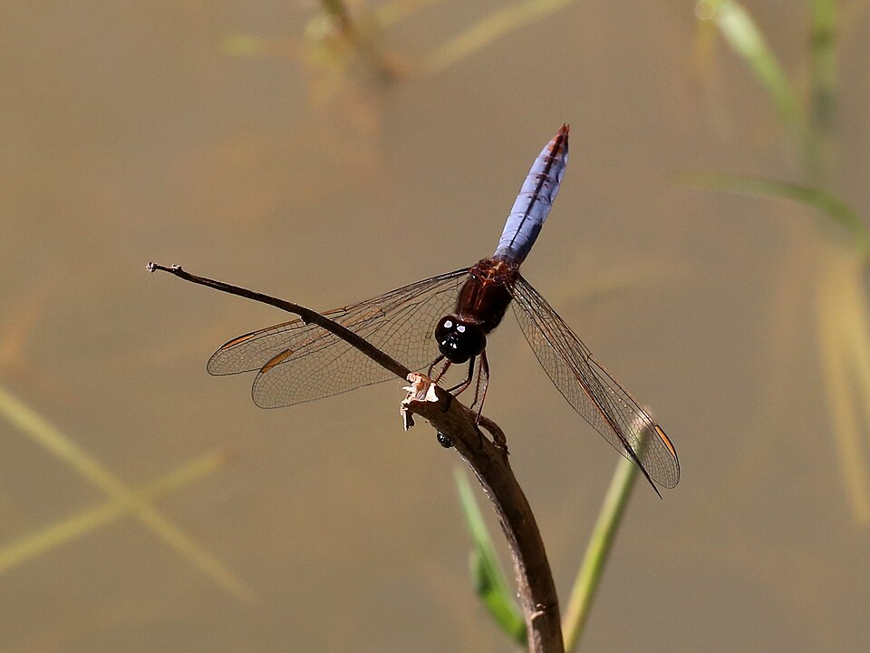 Photo of Black-headed skimmer