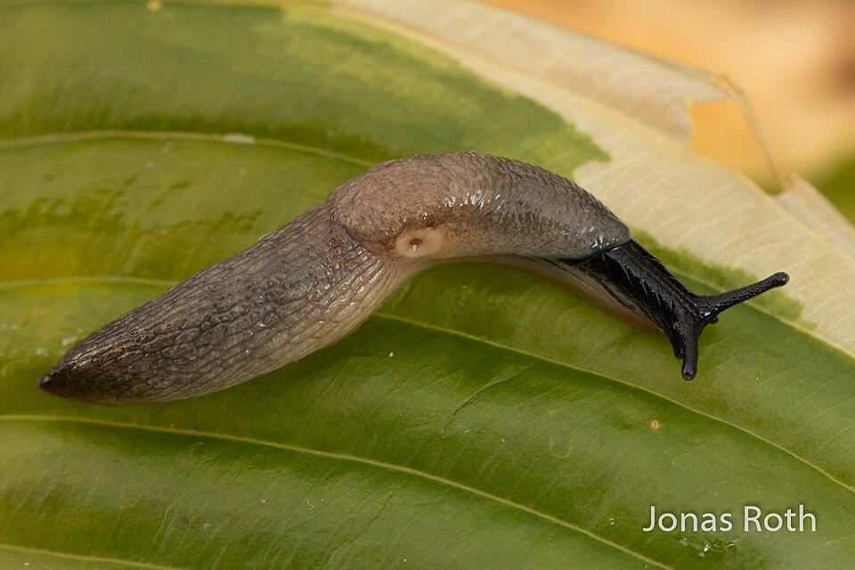 Photo of Black-headed slug