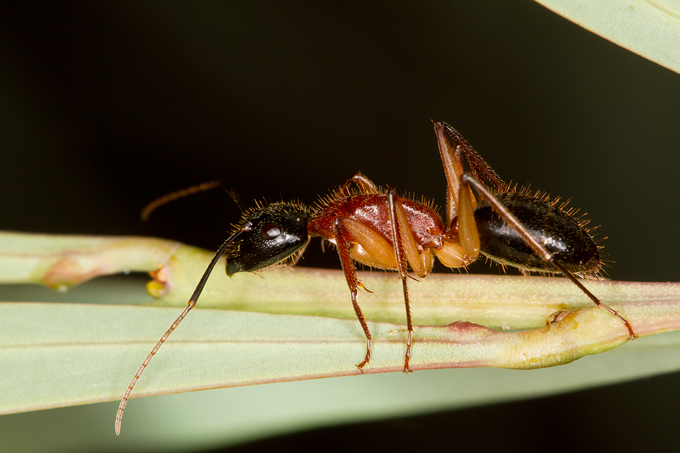 Photo of Black-headed sugar ant