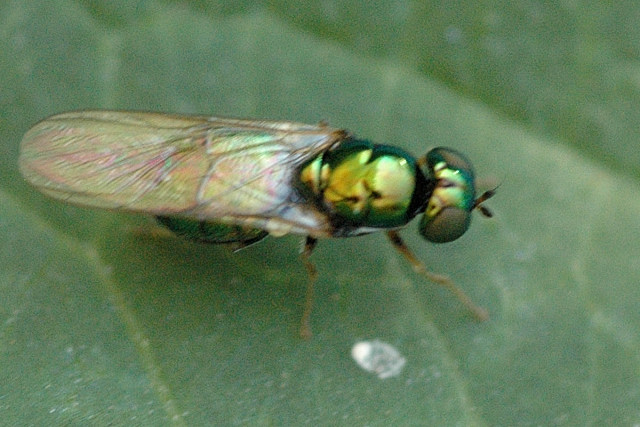 Photo of Black-horned gem fly