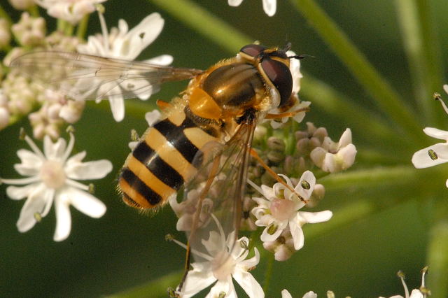 Photo of Black-horned smoothtail