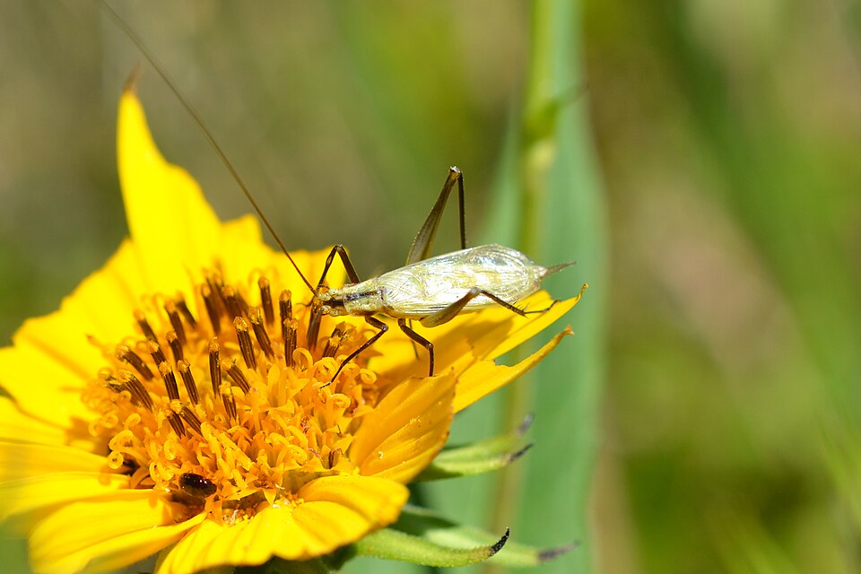 Photo of Black-horned tree cricket