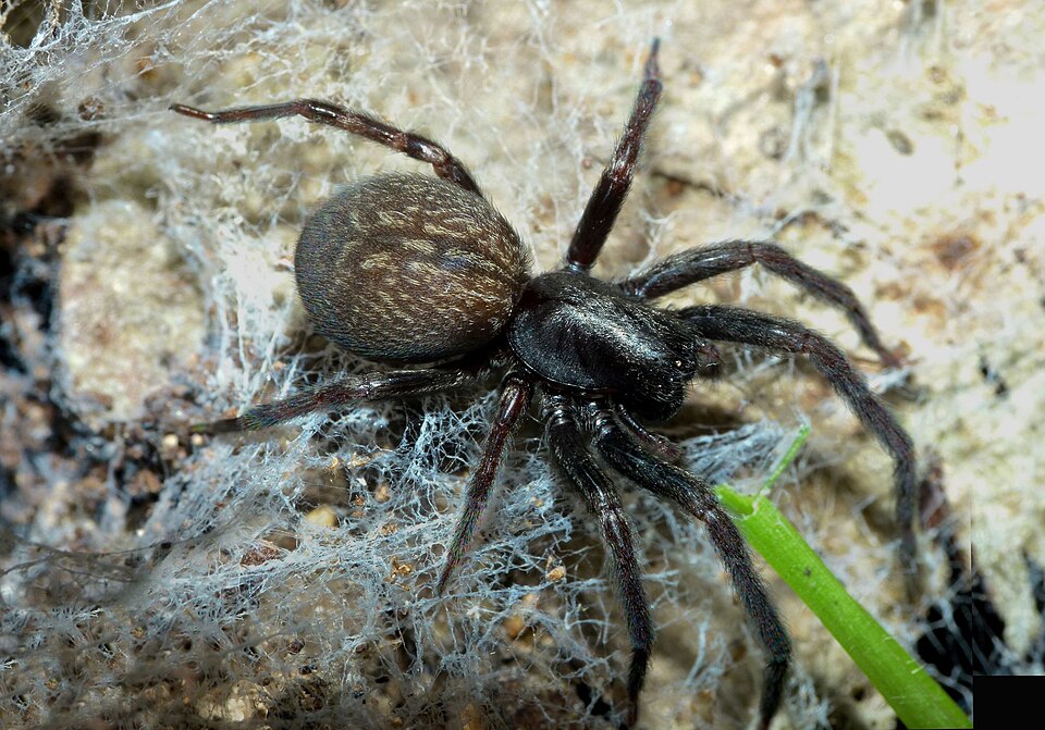 Photo of Black house spider