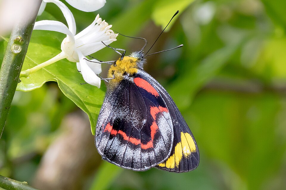 Photo of Black Jezebel