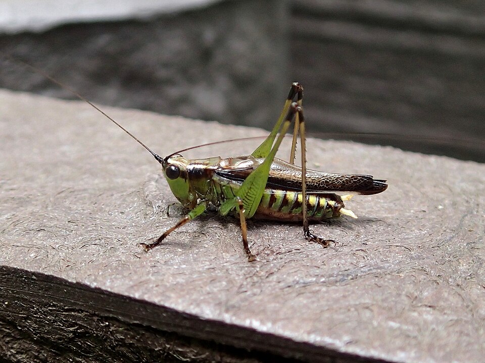 Photo of Black-kneed meadow katydid