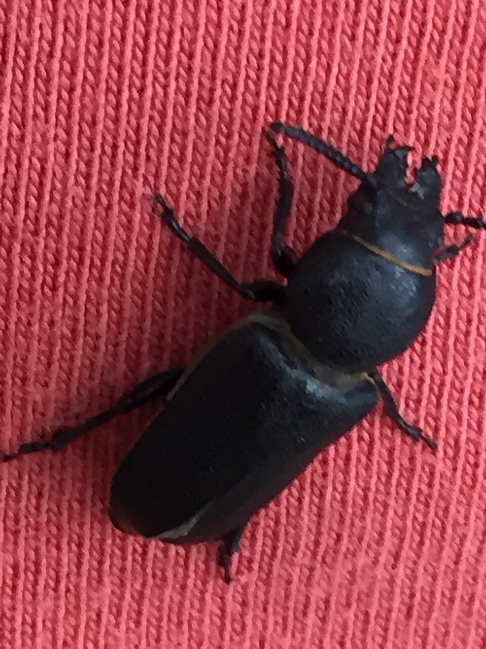 Photo of Black longicorn beetle