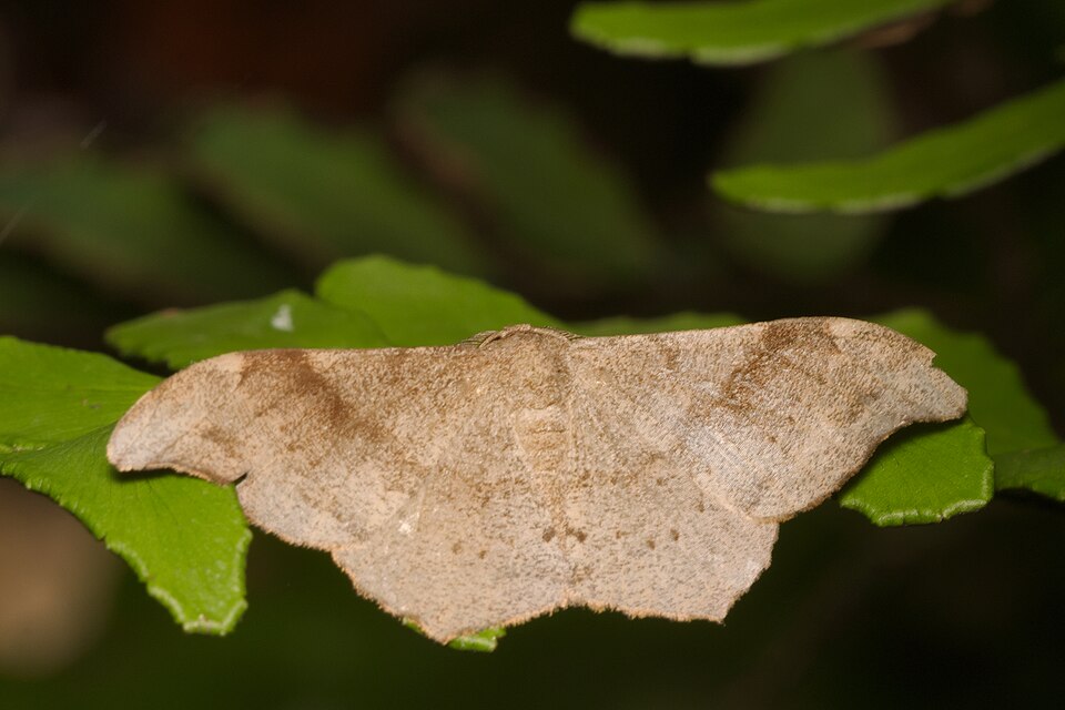Photo of Black looper