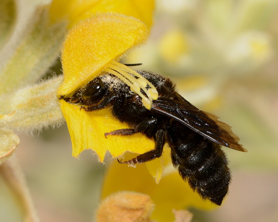 Photo of Black mud bee