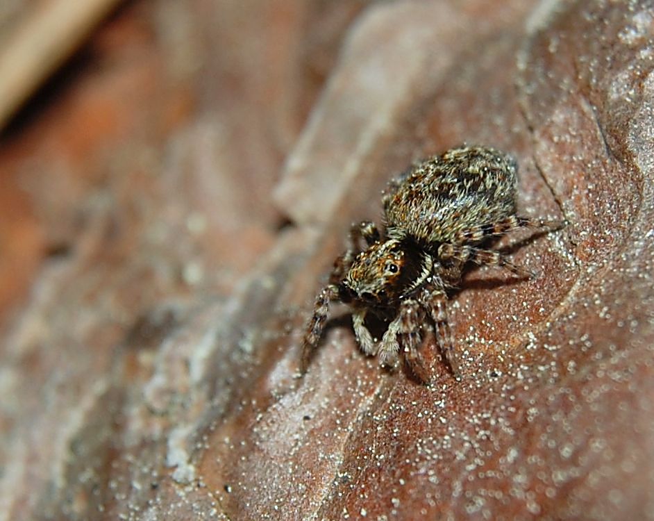Photo of Black-palped jumping spider