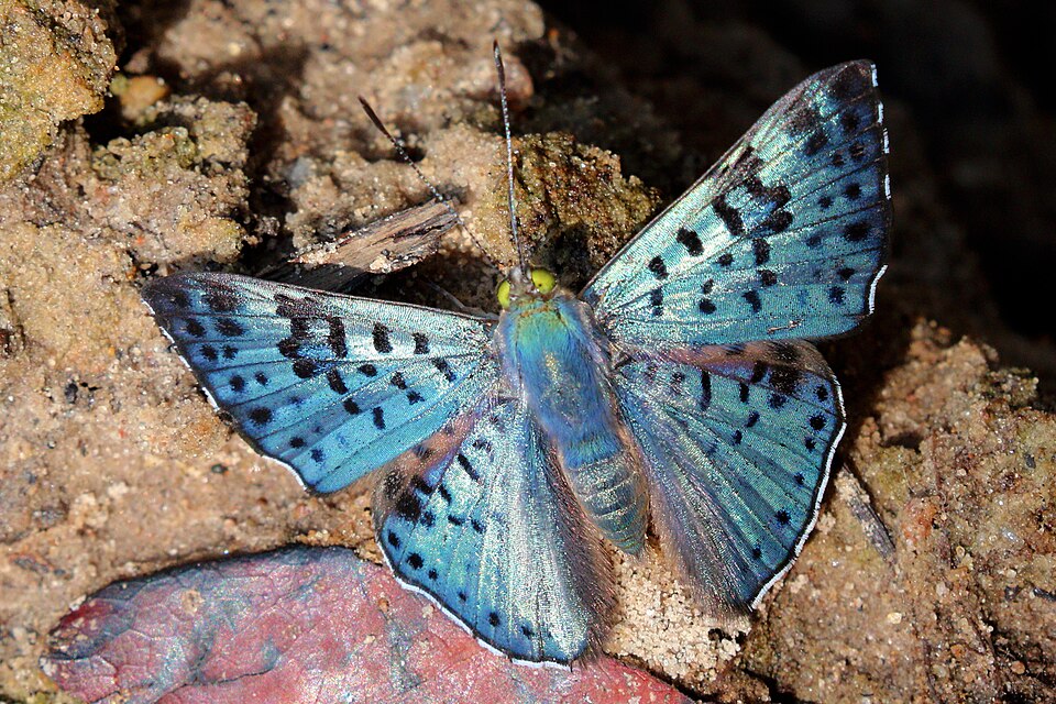 Photo of Black-patch bluemark