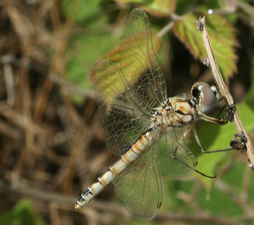 Photo of Black pennant