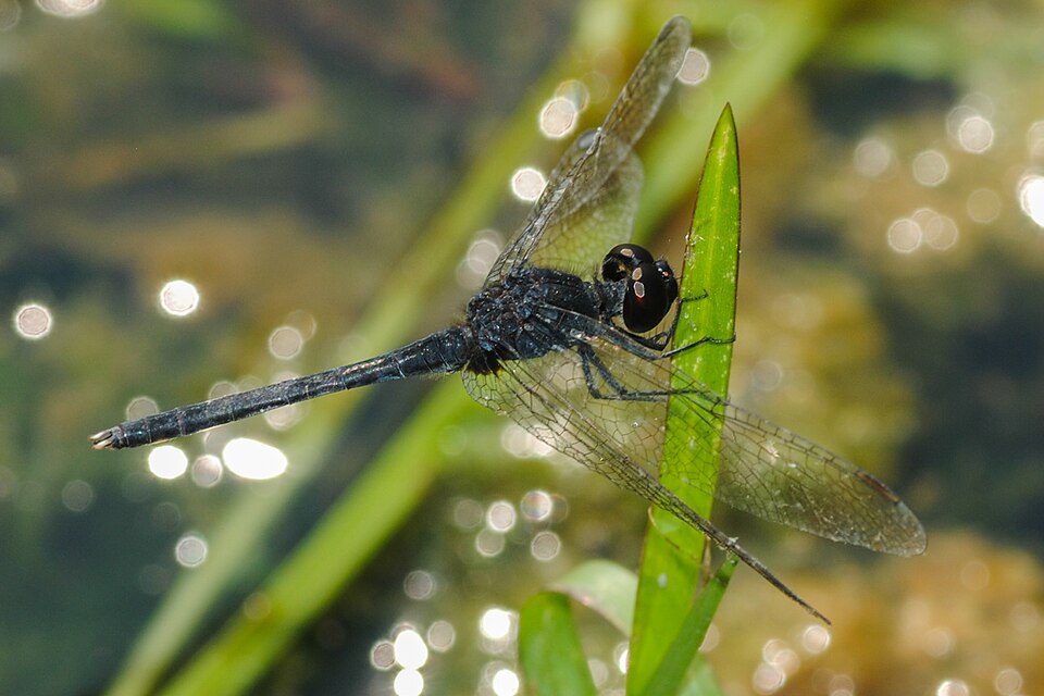 Photo of Black percher