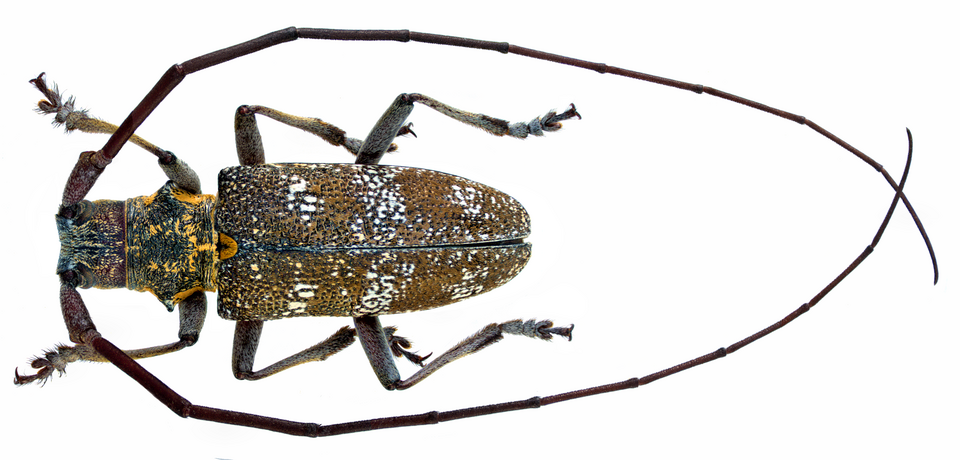 Photo of Black pine sawyer beetle