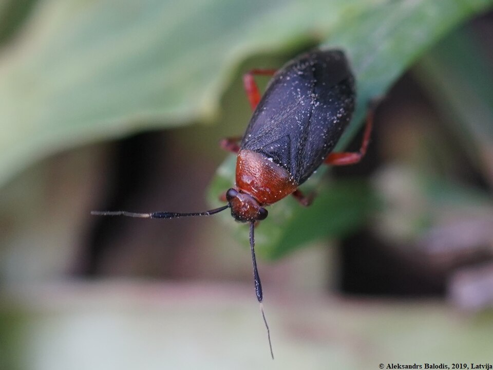 Photo of Black plant bug