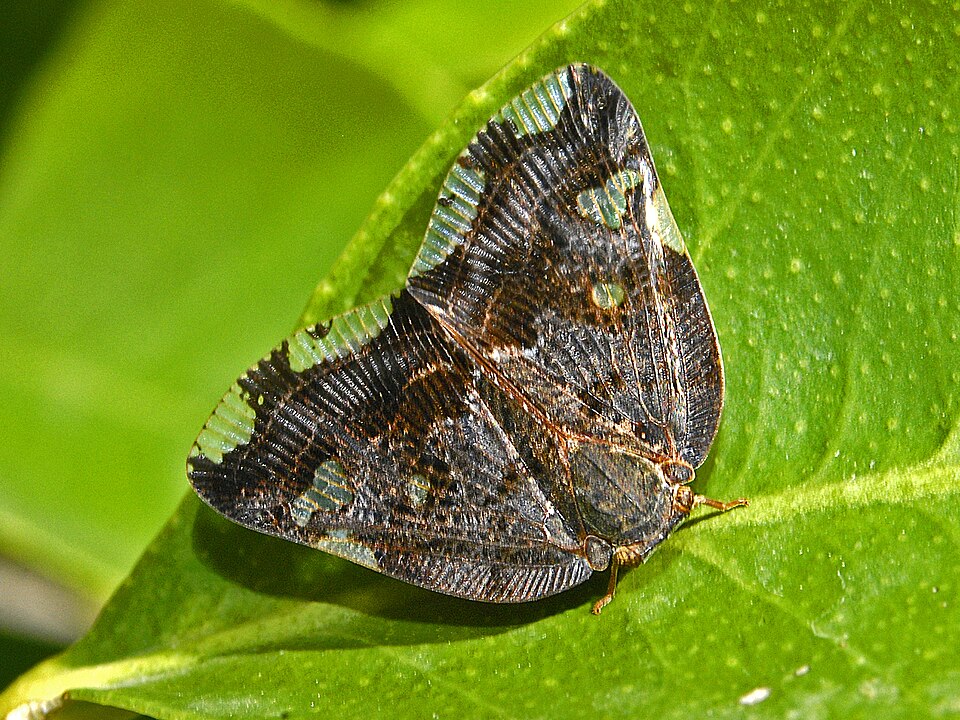 Photo of Black planthopper
