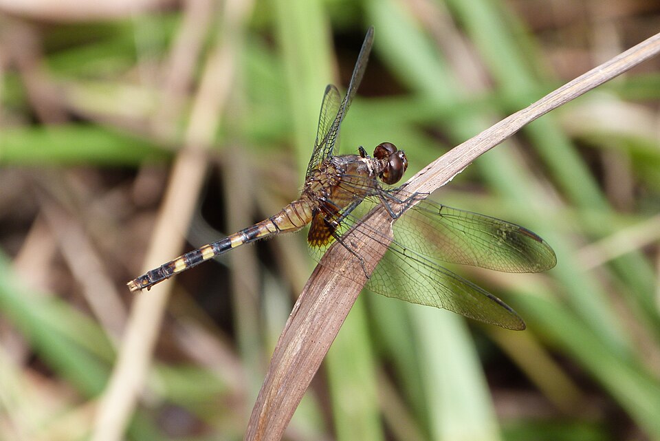 Photo of Black pondhawk