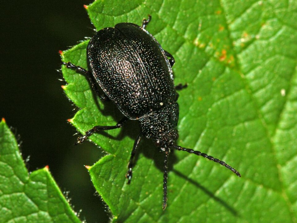 Photo of Black-punctured leaf beetle
