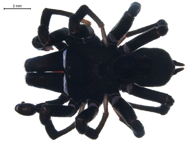 Photo of Black purseweb spider