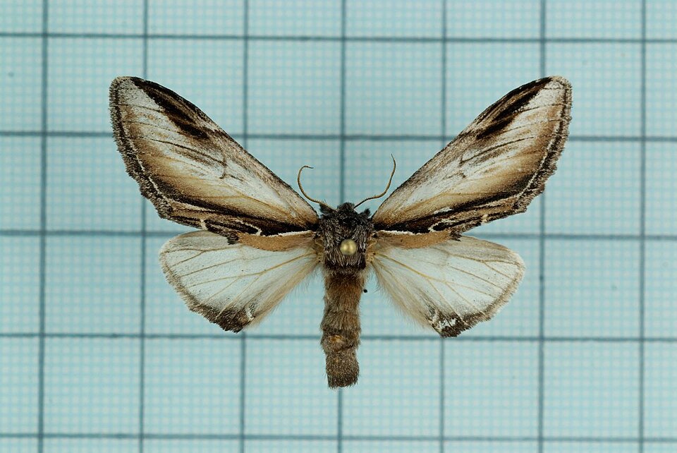 Photo of Black-rimmed prominent