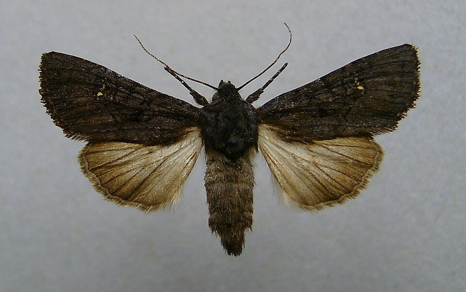 Photo of Black rustic