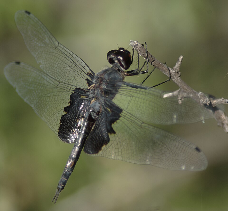 Photo of Black saddlebags
