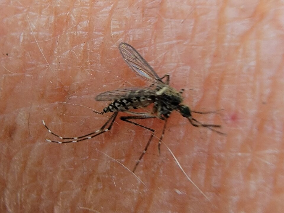 Photo of Black saltmarsh mosquito