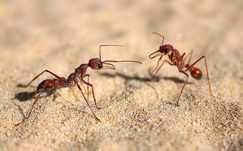 Photo of Black-scaped bull ant