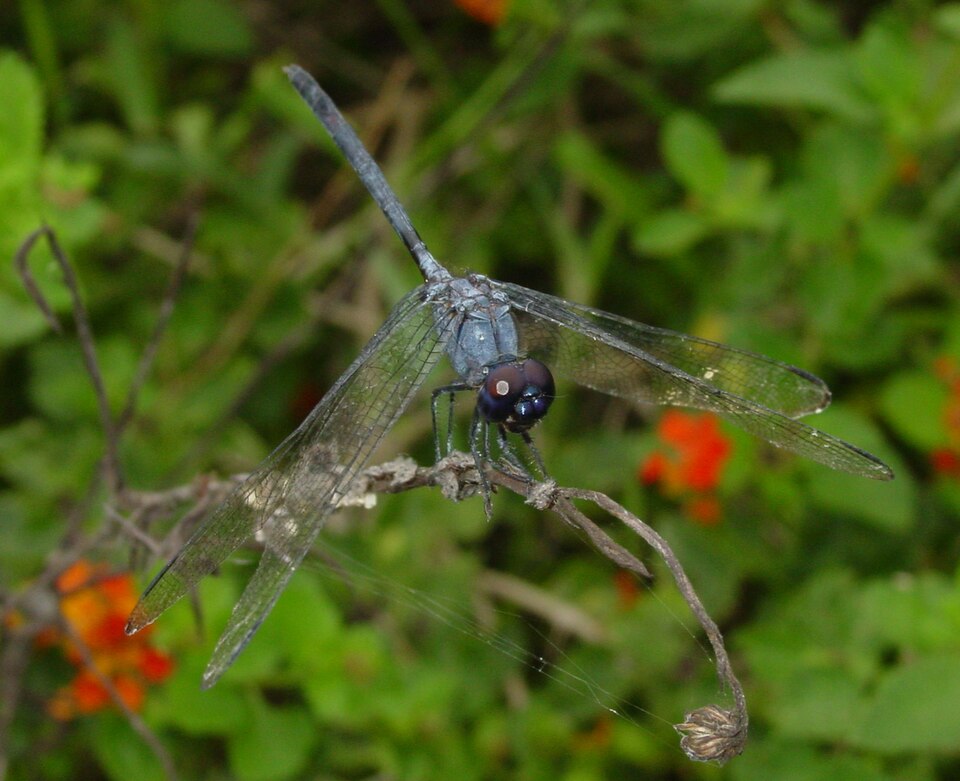 Photo of Black setwing