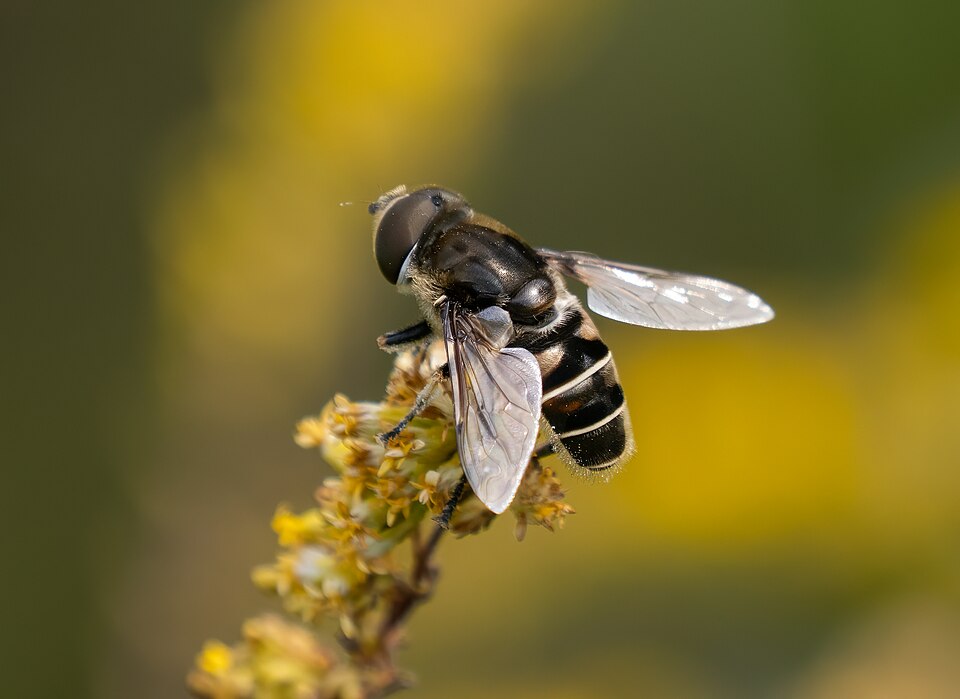 Photo of Black-shouldered drone fly