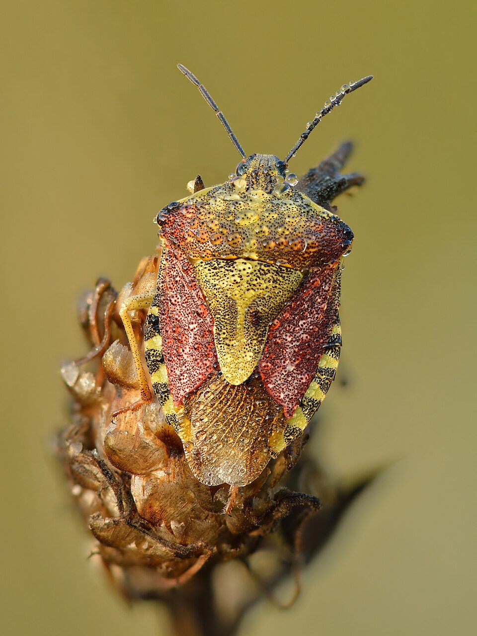 Photo of Black-shouldered shieldbug