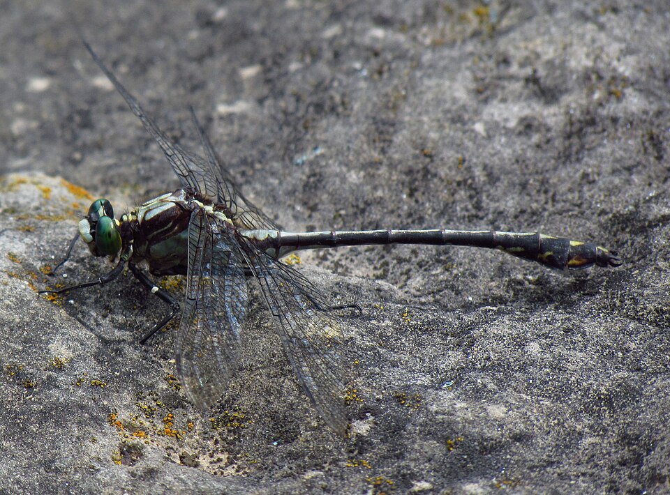 Photo of Black-shouldered spinyleg