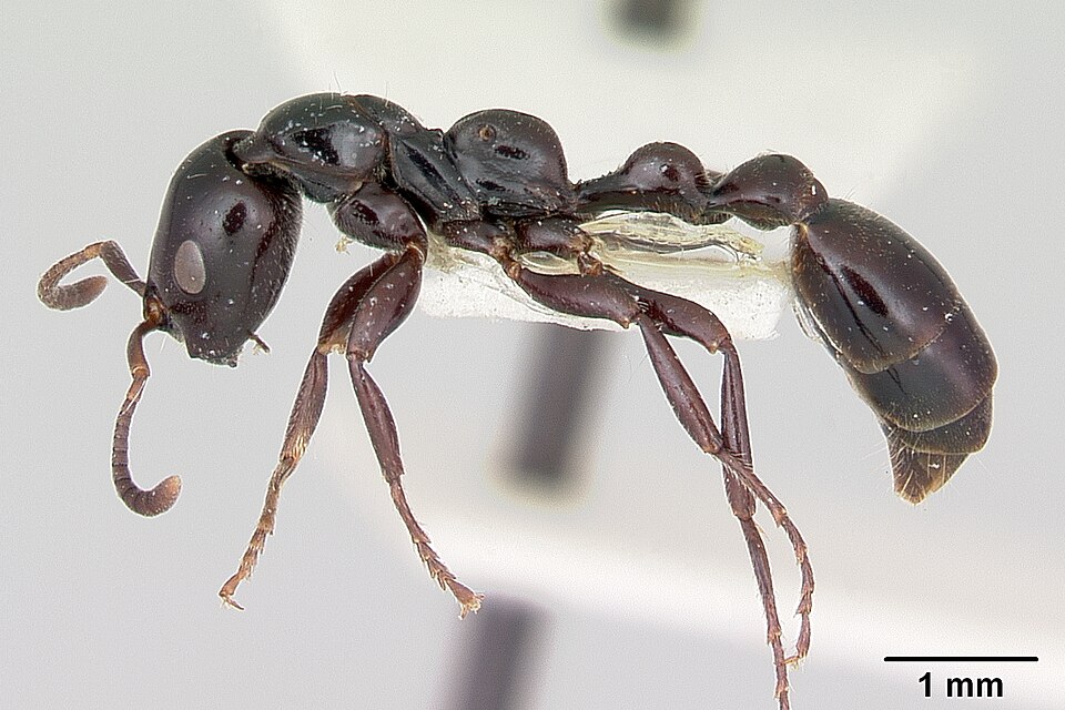 Photo of Black slender ant
