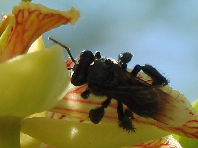 Photo of Black slender-stingless bee