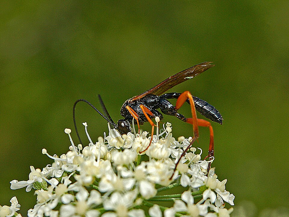 Photo of Black slip wasp
