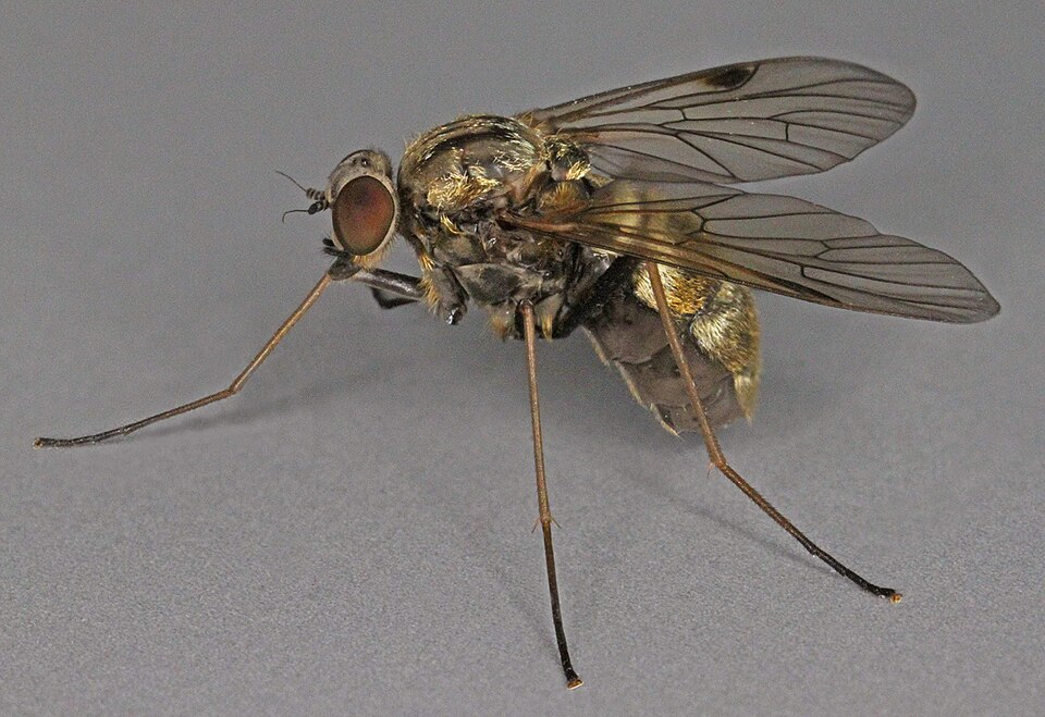 Photo of Black snipefly