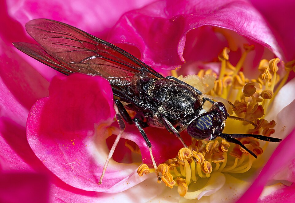 Photo of Black soldier fly