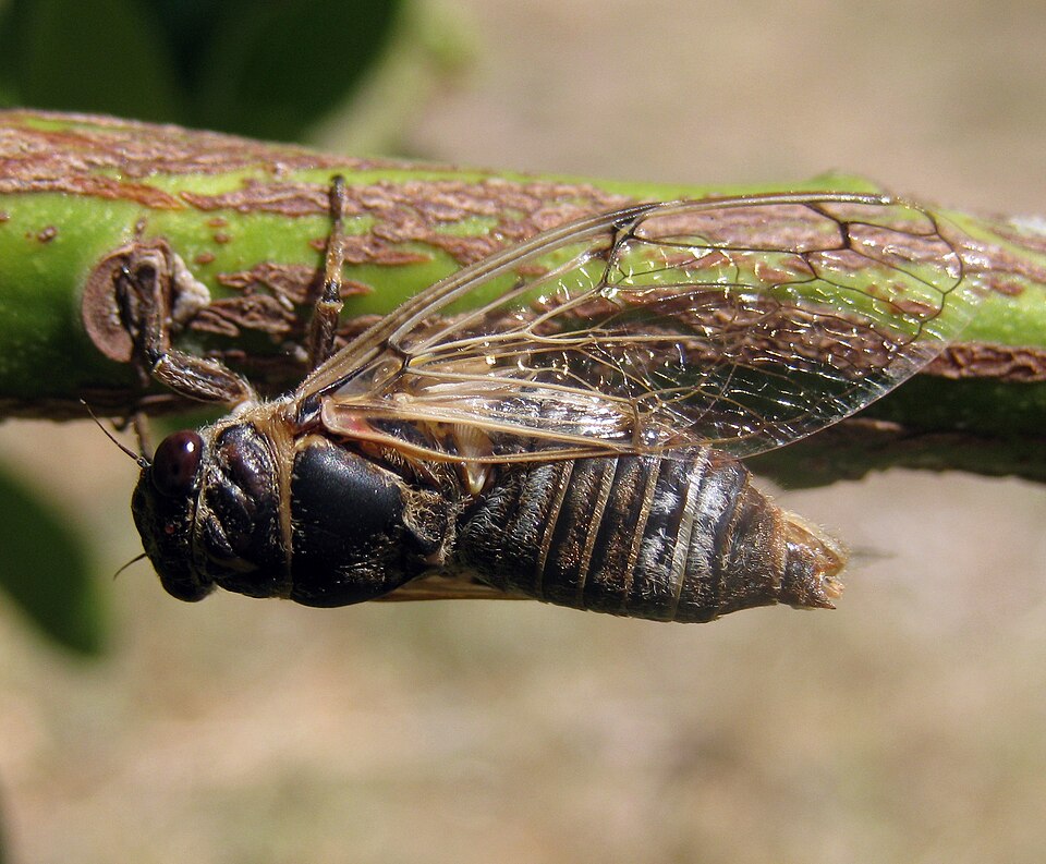 Photo of Black sorrow cicada