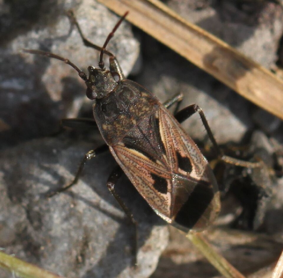 Photo of Black-spotted groundbug