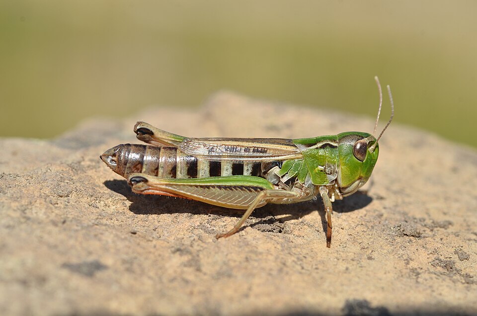 Photo of Black-spotted toothed grasshopper