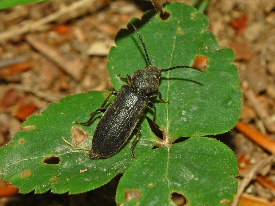 Photo of Black spruce borer