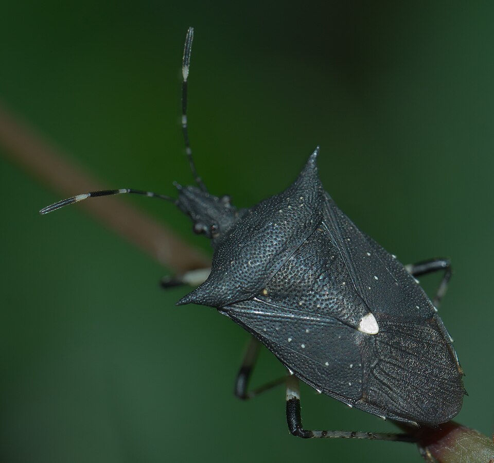 Photo of Black stink bug